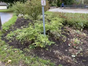 202509 HVV-Beetpflege05 Foto D.Meyhoefer