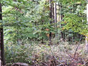 20251019 Wanderung Haarbrueck Jakobsberg03 Foto E.Drews 