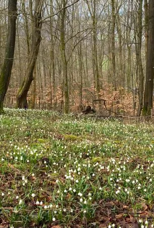 Wanderung Graupenburg 03