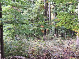 20251019 Wanderung Haarbrueck Jakobsberg03 Foto E.Drews 