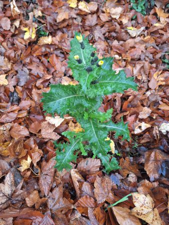 20251116 Wanderung Heiligengeisterholz Kapenburg02 Foto E.Drews 