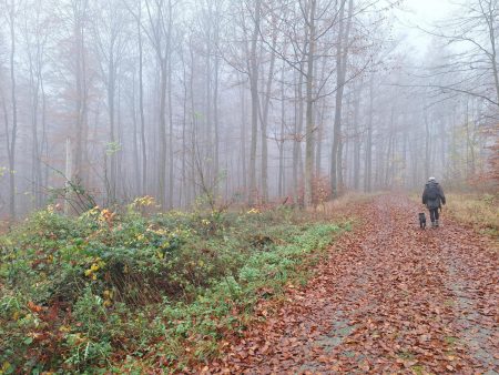 20251116 Wanderung Heiligengeisterholz Kapenburg03 Foto E.Drews 