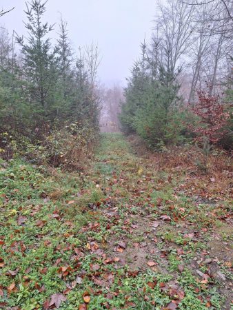 20251116 Wanderung Heiligengeisterholz Kapenburg04 Foto E.Drews 