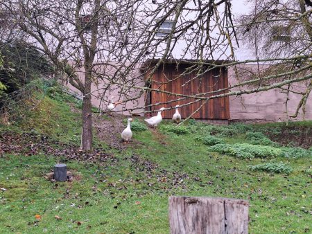 20251116 Wanderung Heiligengeisterholz Kapenburg06 Foto E.Drews 