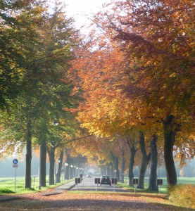 Corveyer Allee                  