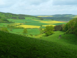 Rapsfelder         