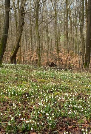 Wanderung Graupenburg 03