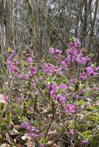 Wanderung Graupenburg 06